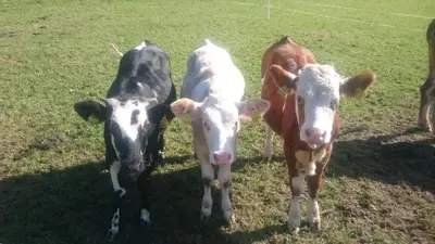 Tiere in der Ferienwohnung oder in der Nähe
