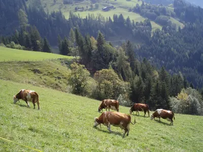 Tiere in der Ferienwohnung oder in der Nähe