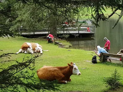 Tiere in der Ferienwohnung oder in der Nähe