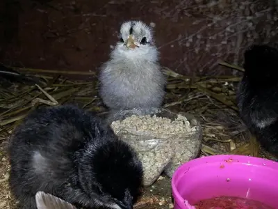 Tiere in diesem Bauernhof oder in der Nähe