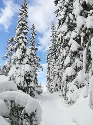 Premium Appartements Sonnenbahn im Winter