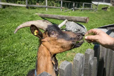 Tiere im Aparthotel oder in der Nähe