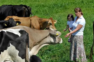 Tiere in diesem Bauernhof oder in der Nähe
