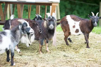 Tiere in der Pension oder in der Nähe