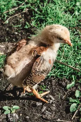 Tiere in der Ferienwohnung oder in der Nähe