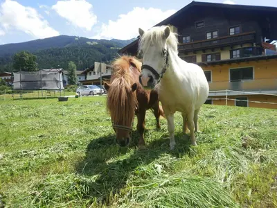 Tiere in der Ferienwohnung oder in der Nähe