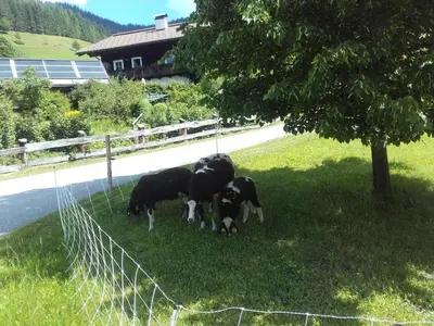 Tiere in der Ferienwohnung oder in der Nähe