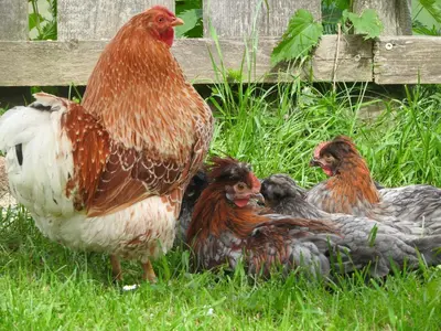 Tiere in der Ferienwohnung oder in der Nähe