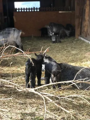 Tiere in der Ferienwohnung oder in der Nähe
