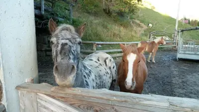 Tiere in der Ferienwohnung oder in der Nähe