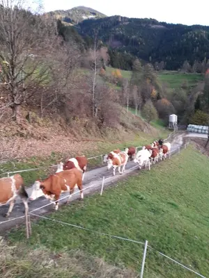 Tiere in der Ferienwohnung oder in der Nähe