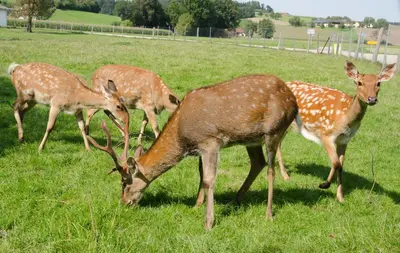 Tiere in der Ferienwohnung oder in der Nähe