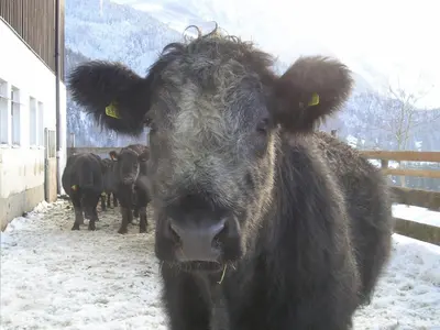 Tiere in diesem Bauernhof oder in der Nähe