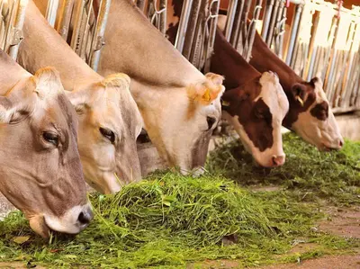 Tiere im Privatzimmer oder in der Nähe