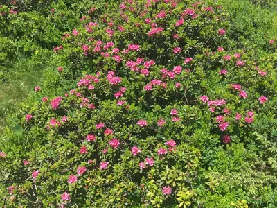 Ein Garten an der Unterkunft Holzknechthütte