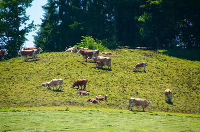 Tiere im Gasthaus oder in der Nähe