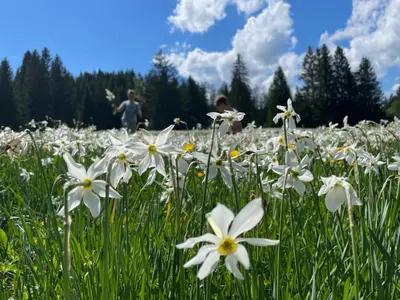 Naturlandschaft in der Nähe of country house