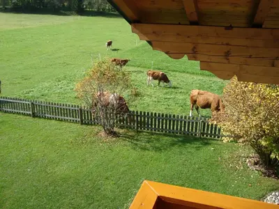 Tiere in der Ferienwohnung oder in der Nähe