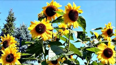 Ein Garten an der Unterkunft Alpinferienwohnung Neuhuber - Salzkammergut