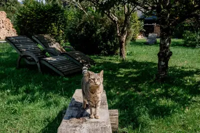 Haustiere von Gästen der Unterkunft Gasthof Zinkenbachmühle