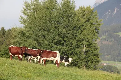 Tiere in der Ferienwohnung oder in der Nähe