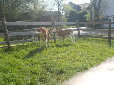 Tiere in diesem Bauernhof oder in der Nähe