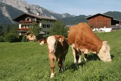 Tiere in der Ferienwohnung oder in der Nähe