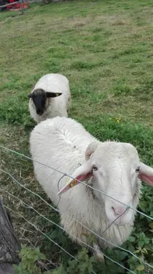 Tiere in diesem Bauernhof oder in der Nähe