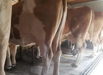 Tiere in diesem Bauernhof oder in der Nähe