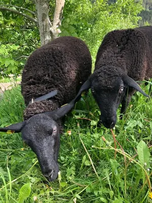 Tiere in diesem Bauernhof oder in der Nähe