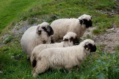 Tiere im Hotel oder in der Nähe