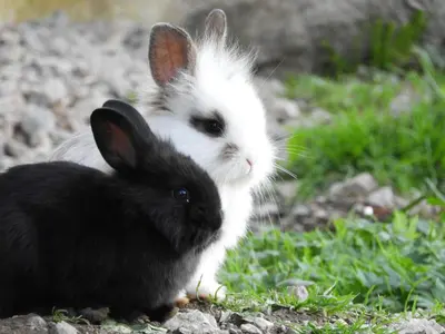 Tiere im Ferienhaus oder in der Nähe