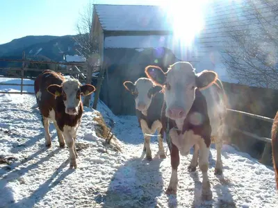 Tiere in diesem Bauernhof oder in der Nähe