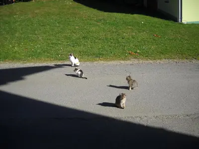 Tiere in diesem Bauernhof oder in der Nähe