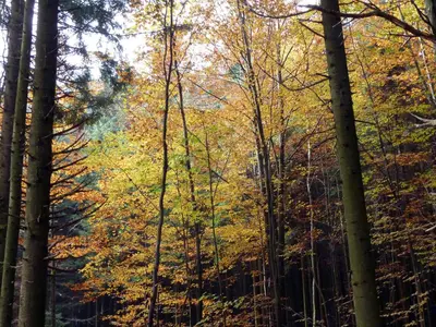 Naturlandschaft in der Nähe der Ferienwohnung