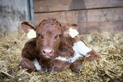 Tiere in der Ferienwohnung oder in der Nähe