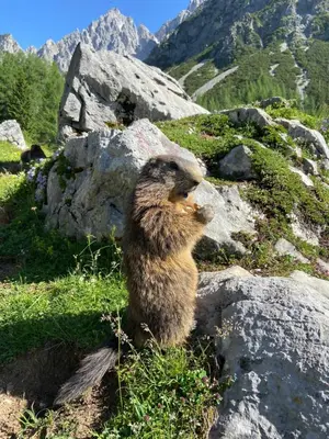 Tiere in der Ferienwohnung oder in der Nähe