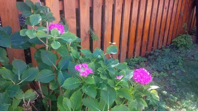 Ein Garten an der Unterkunft Bei Annerl
