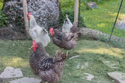 Tiere in der Ferienwohnung oder in der Nähe