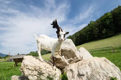 Tiere im Bed & Breakfast oder in der Nähe