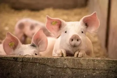 Tiere in der Ferienwohnung oder in der Nähe
