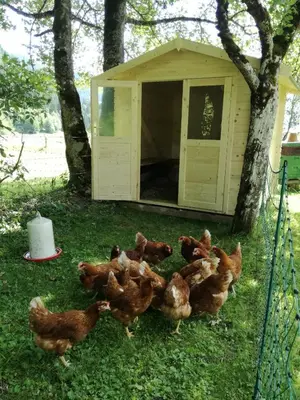 Tiere in der Pension oder in der Nähe