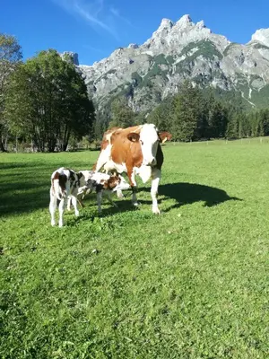 Tiere in der Pension oder in der Nähe