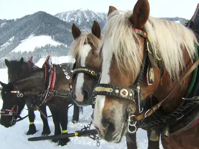 Tiere in der Pension oder in der Nähe
