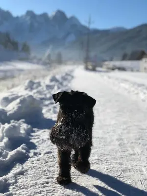 Dachstein Mountainview Gosau im Winter