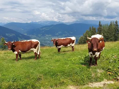 Tiere in der Ferienwohnung oder in der Nähe