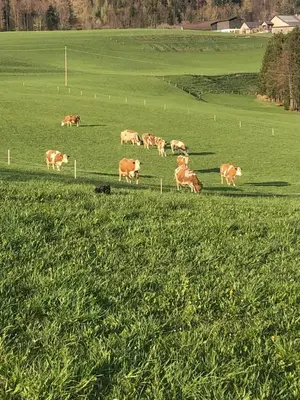 Tiere in der Ferienwohnung oder in der Nähe