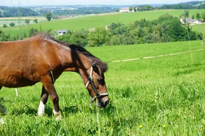 Tiere in der Pension oder in der Nähe