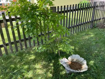 Ein Garten an der Unterkunft Ferienwohnung Sonnschein
