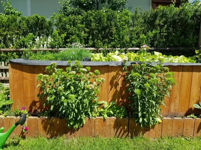 Ein Garten an der Unterkunft Appartement Königslehen